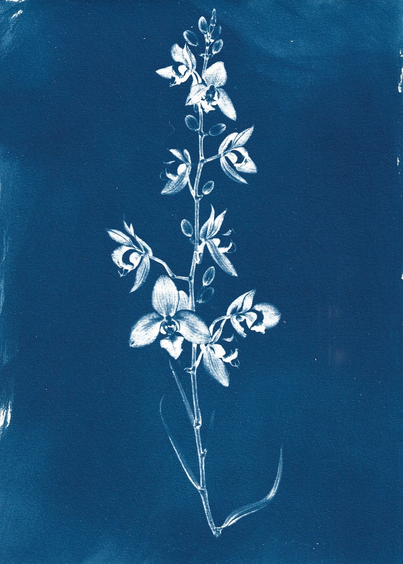Calanthe bacchicus