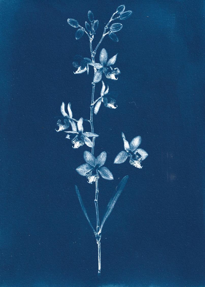 Calanthe bacchicus