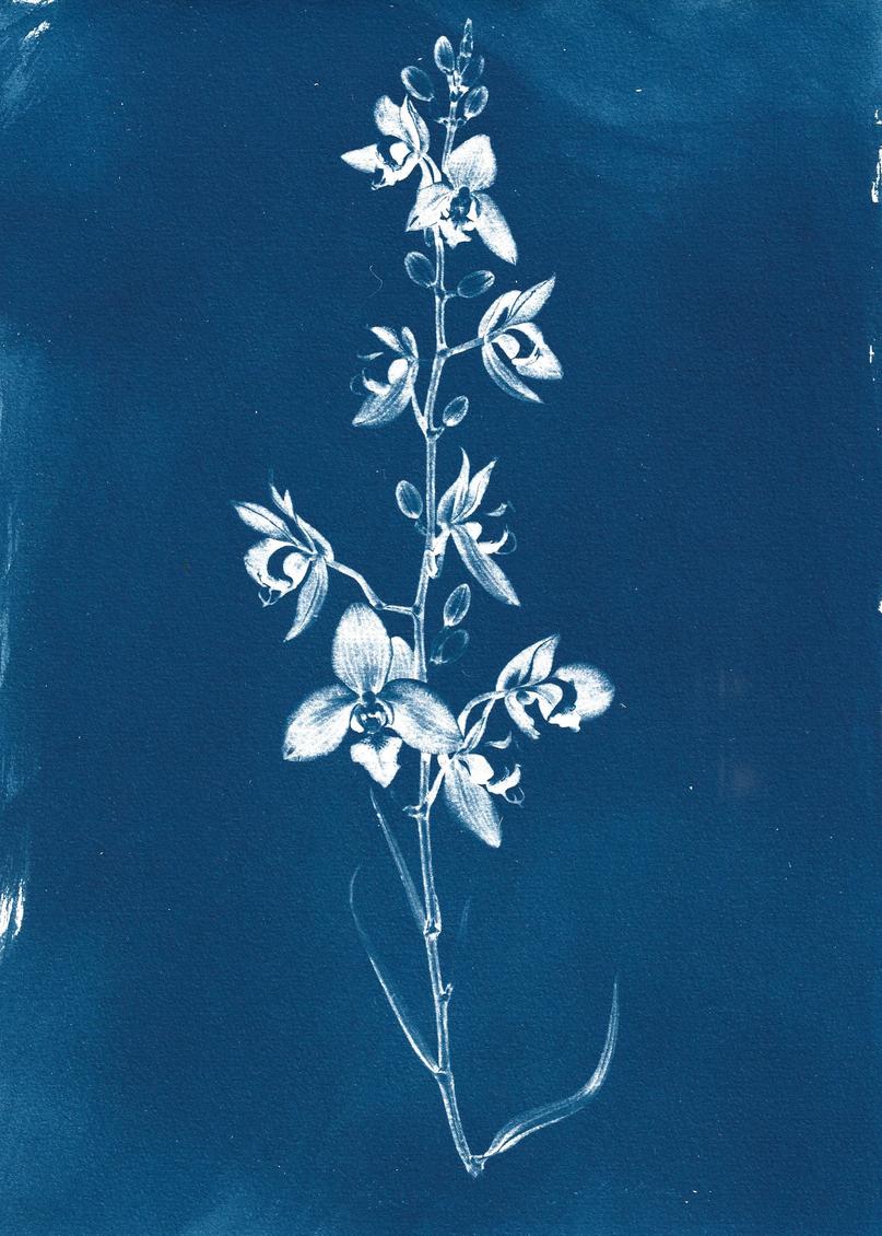 Calanthe bacchicus