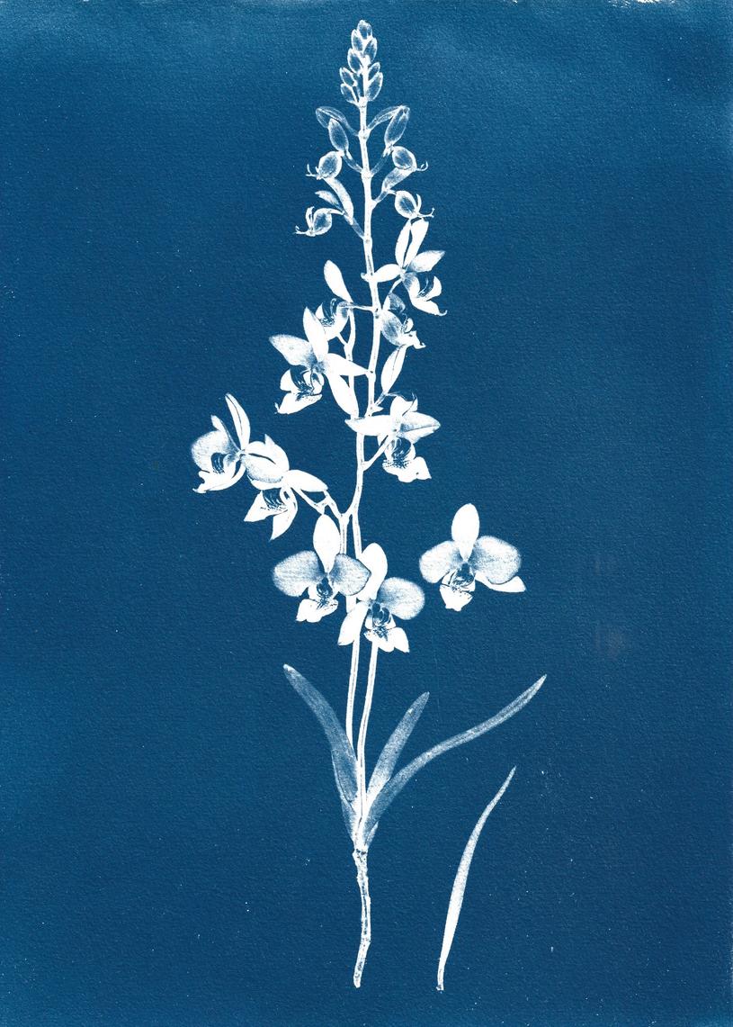 Calanthe bacchicus