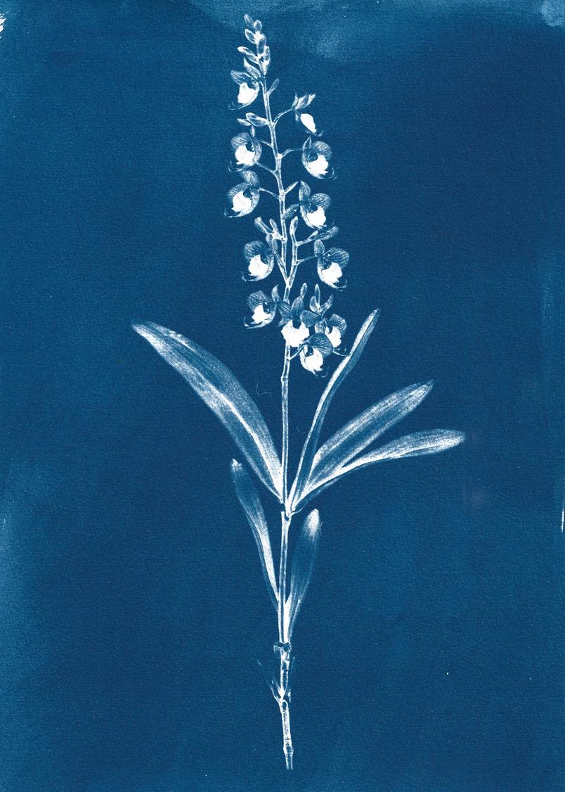 Calanthe bacchicus